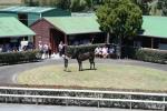 Yearling Parade - Sunday 9th February 2013